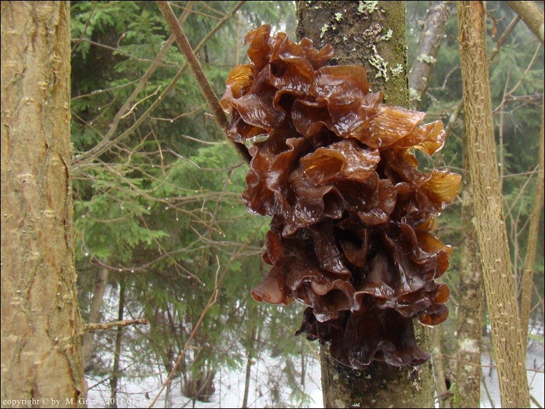 trzęsak listkowaty - zdjęcie główne