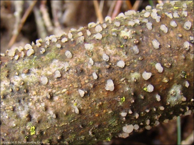 trzęsak kulistozarodnikowy - zdjęcie główne