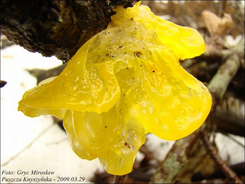 trzęsak pomarańczowożółty - zdjęcie główne