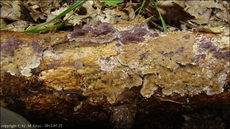 niszczyk iglastodrzewny - zdjęcie główne