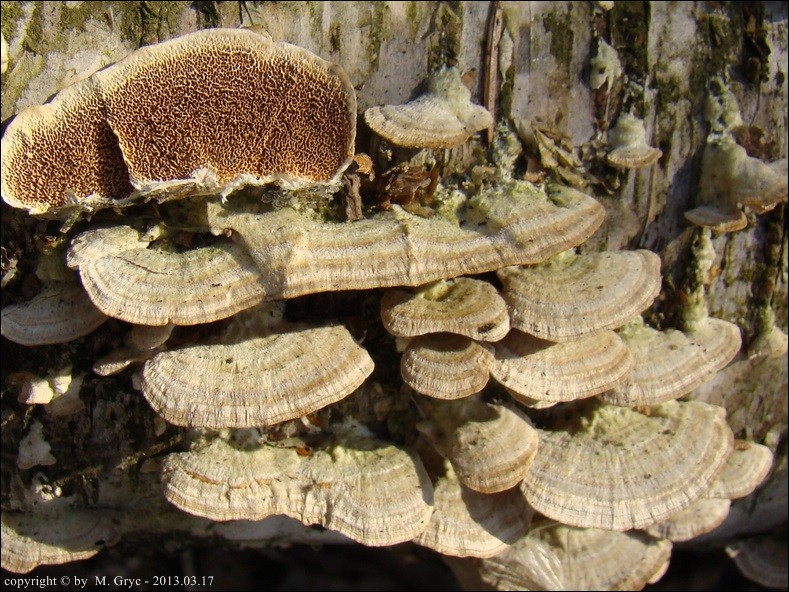 niszczyk liściastodrzewny - zdjęcie główne