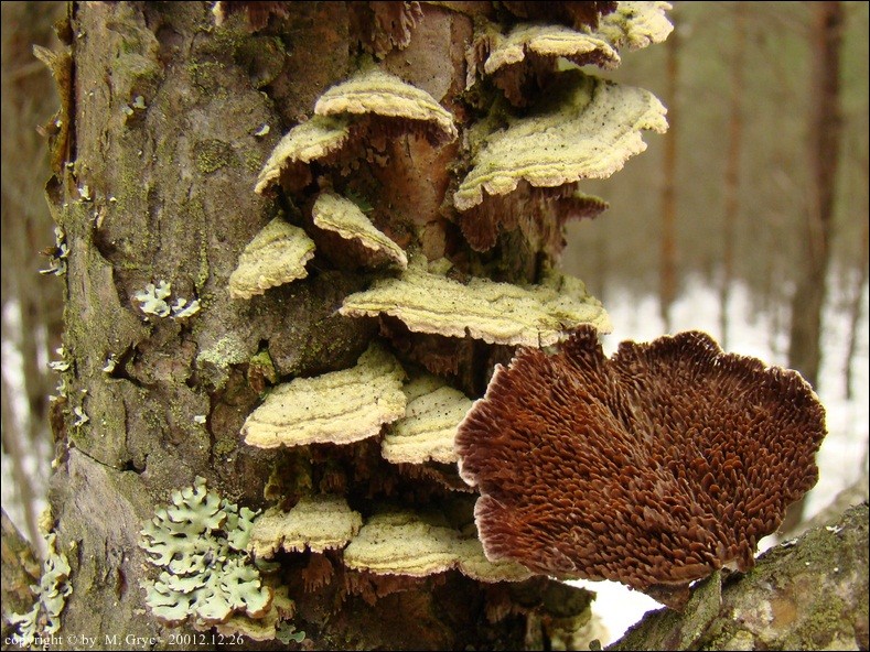 niszczyk ząbkowaty - zdjęcie główne