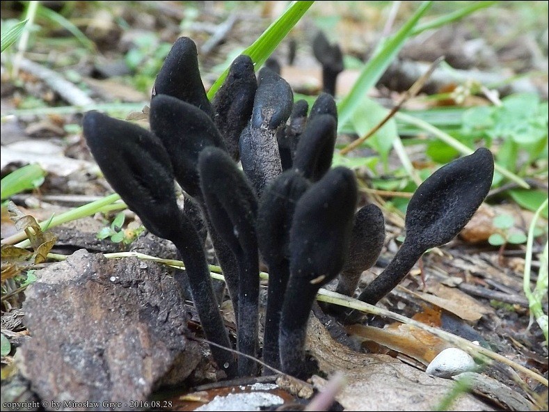 włosojęzyk szorstki - zdjęcie główne