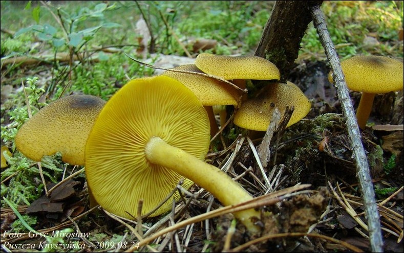 rycerzyk oliwkowożółty - zdjęcie główne