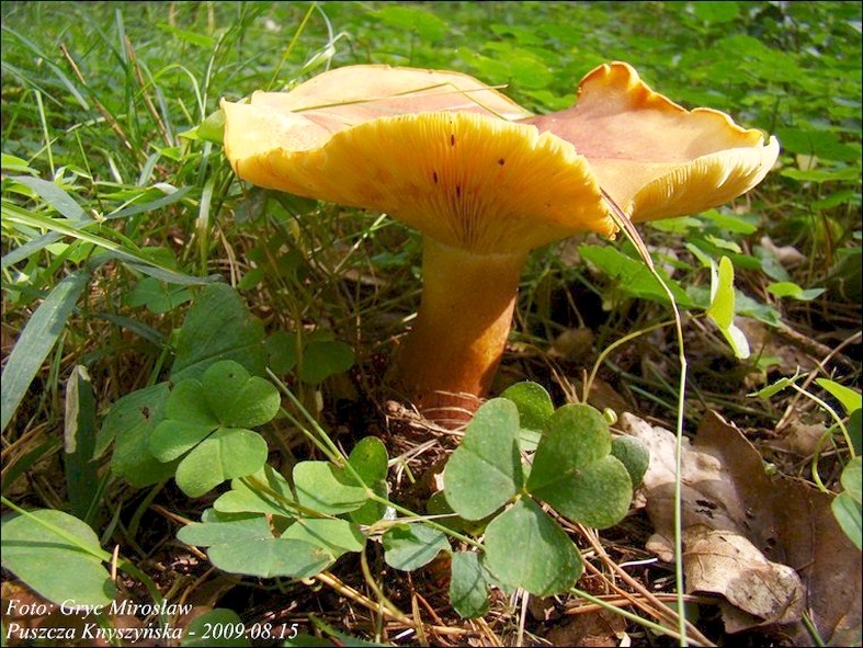 rycerzyk czerwonozłoty - zdjęcie główne