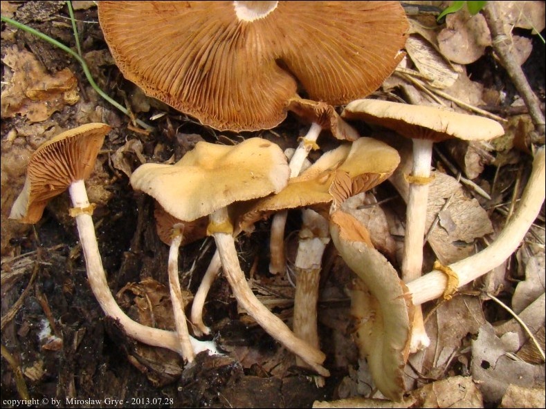 trąbka opierścieniona - zdjęcie główne