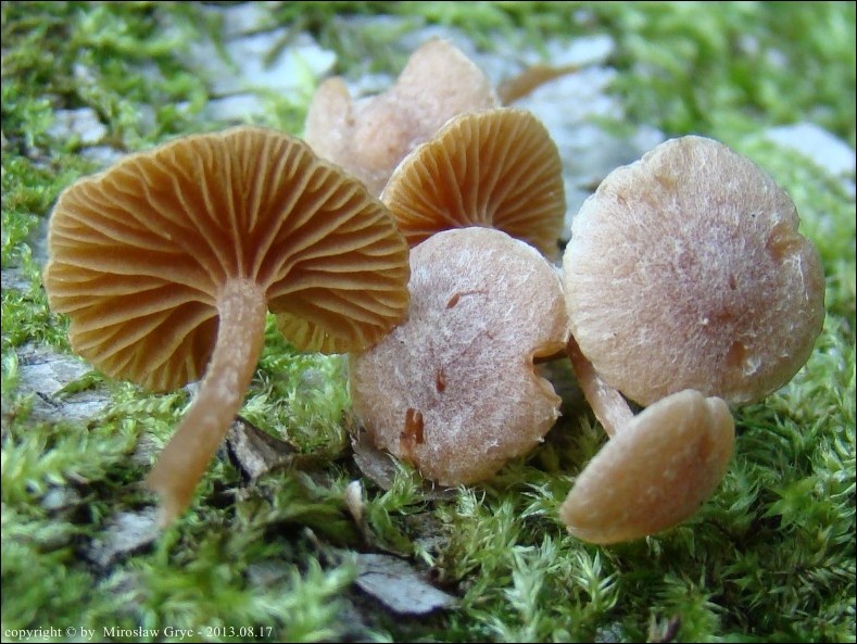 trąbka kłaczkowata - zdjęcie główne