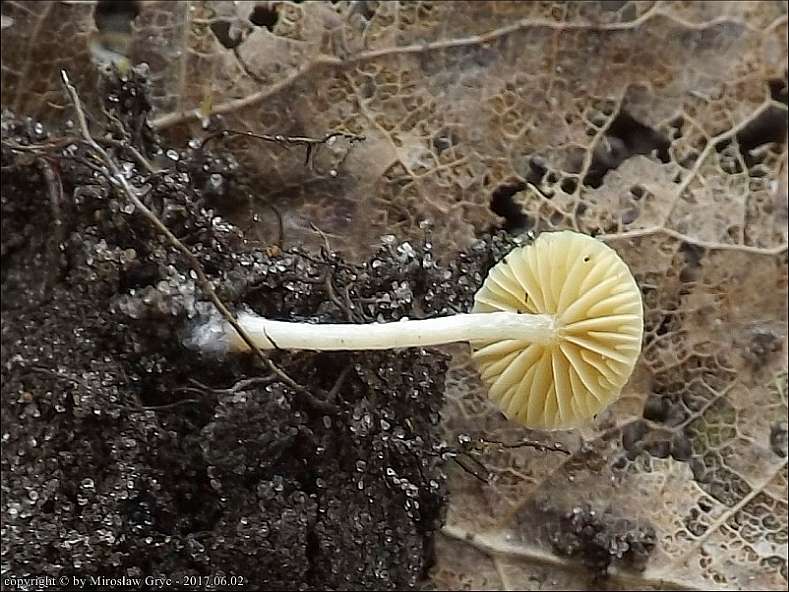 trąbka żółtoblaszkowa - zdjęcie główne