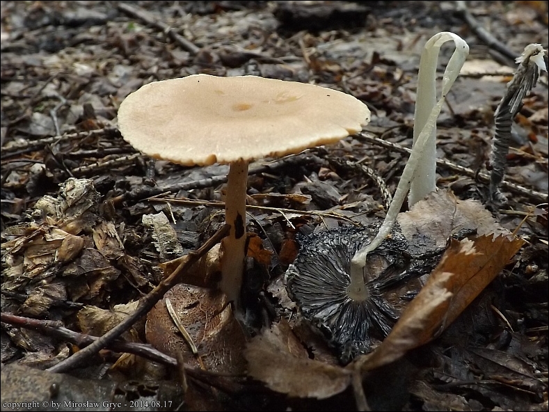trąbka otrębiasta - zdjęcie główne