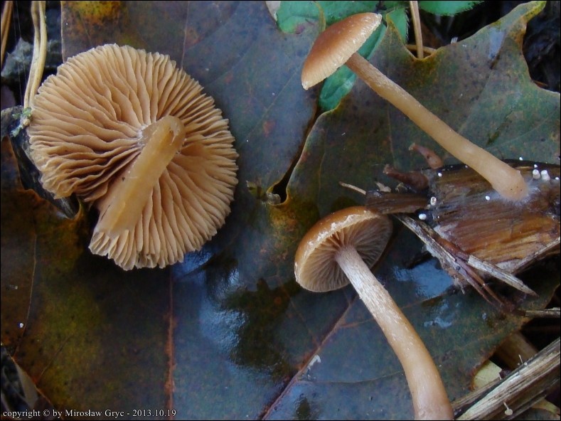 trąbka zimowa - zdjęcie główne