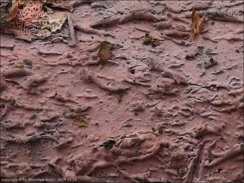 śluzowoszczka fioletowa - zdjęcie główne