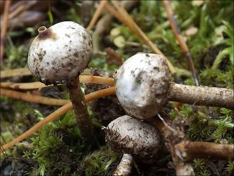 berłóweczka zimowa - zdjęcie główne