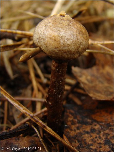 berłóweczka frędzelkowana - zdjęcie główne