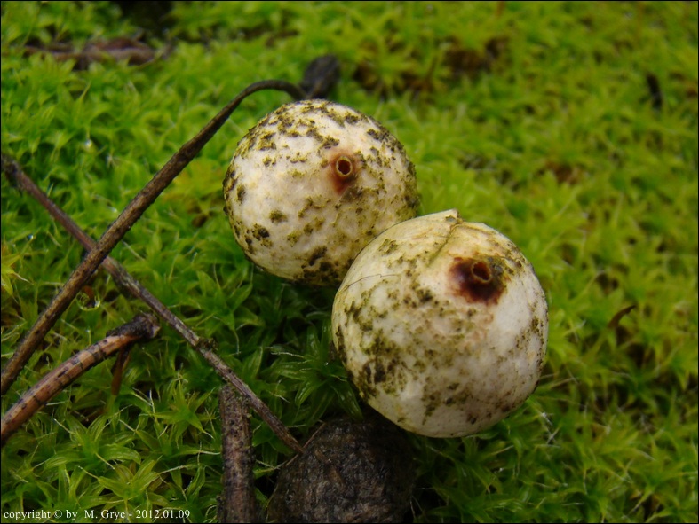 berłóweczka rudawa - zdjęcie główne