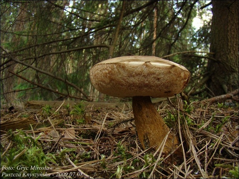 goryczak żółciowy - zdjęcie główne