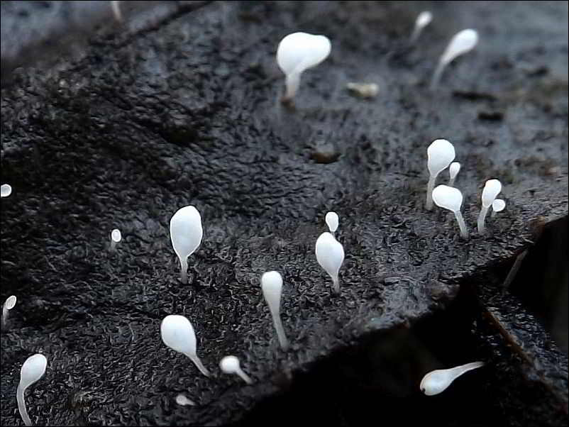 pałecznica szczecinkowotrzonowa - zdjęcie główne