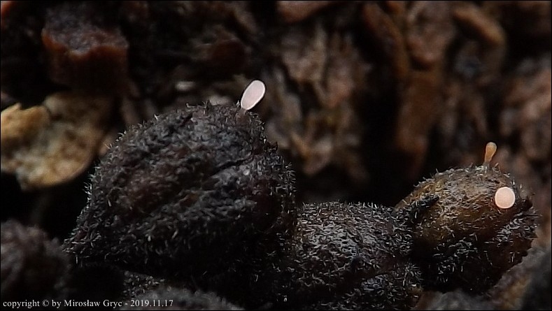 pałecznica czerwonawa - zdjęcie główne