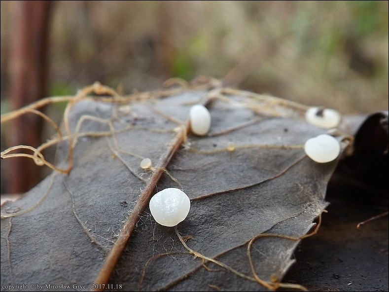 pałecznica grubonasadowa - zdjęcie główne