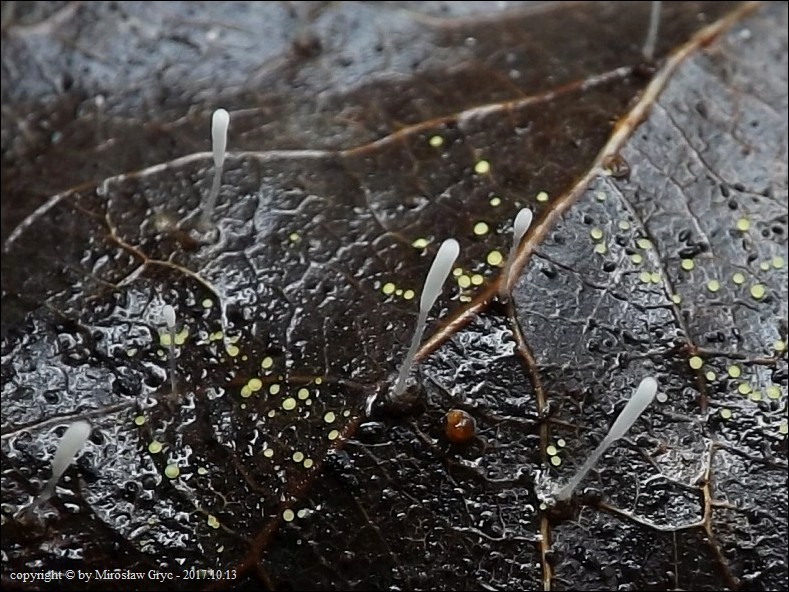 pałecznica nalistna - zdjęcie główne