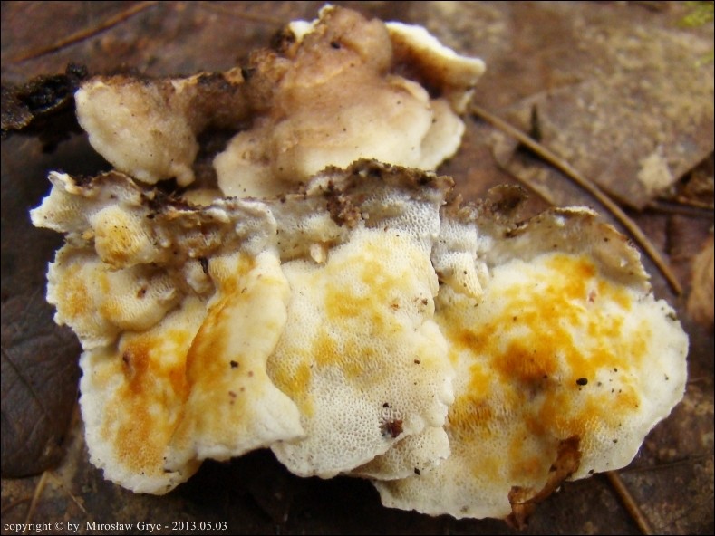 drobnoporek kruchy - zdjęcie główne