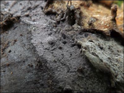 Thelephora allobadia