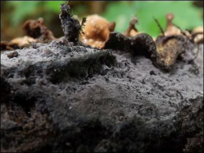 Thelephora allobadia
