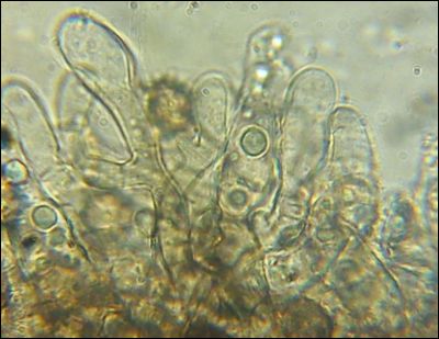 Thelephora allobadia