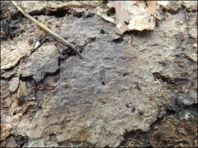 Thelephora extendens