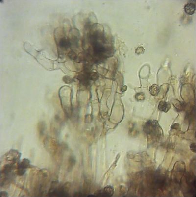 Thelephora extendens