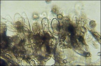 Thelephora extendens