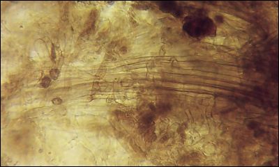 Thelephora extendens