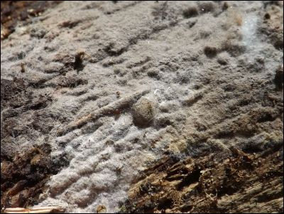 Thelephora lapida
