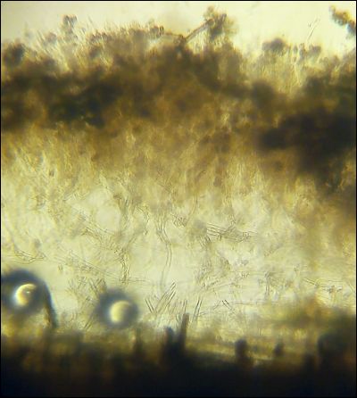 Thelephora lilacinogrisea
