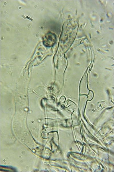 Thelephora lilacinogrisea