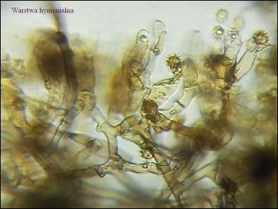 Tomentella sp. 2026.09.01
