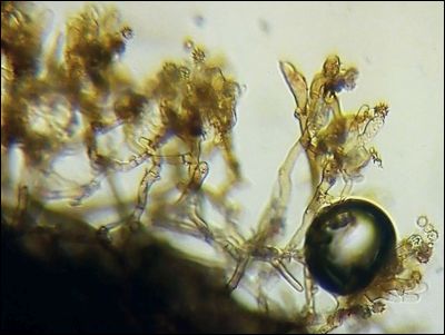 Tomentella sp. 2026.09.01