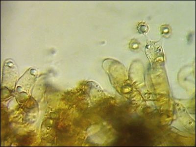 Tomentella sp. 2026.09.01