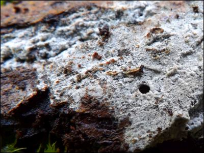 Tomentella galzinii