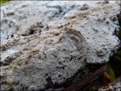Tomentella galzinii