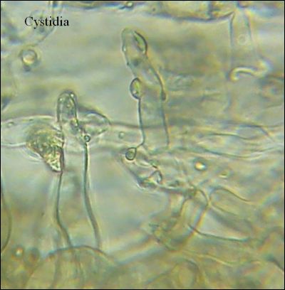 Tomentella galzinii