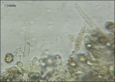 Tomentella galzinii