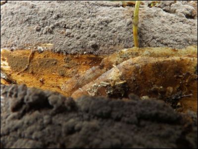 Tomentella stuposa
