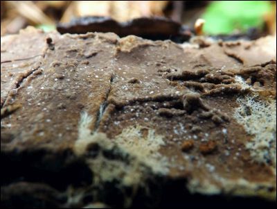 Tomentella wakefieldiae
