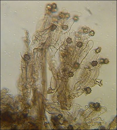 Tomentella wakefieldiae