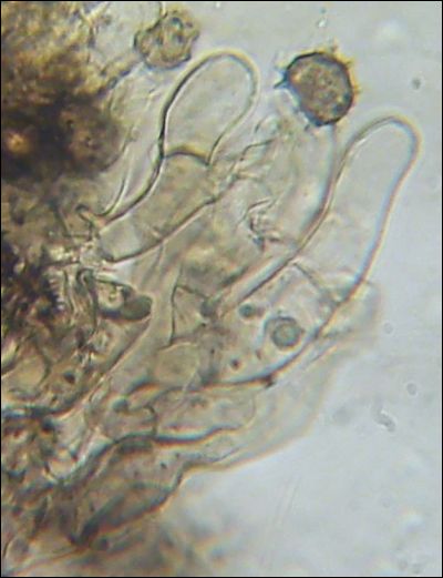 Tomentella wakefieldiae