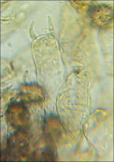 Tomentella wakefieldiae