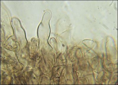 Tomentella wakefieldiae