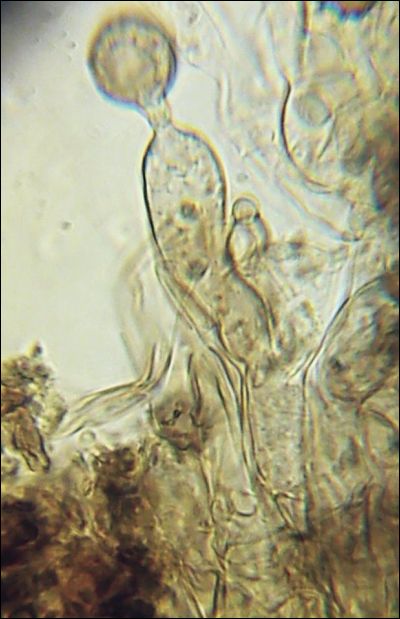Tomentella wakefieldiae
