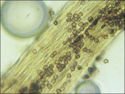 Tomentella wakefieldiae
