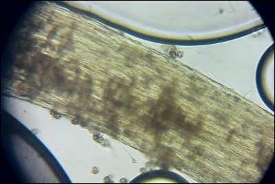 Tomentella wakefieldiae
